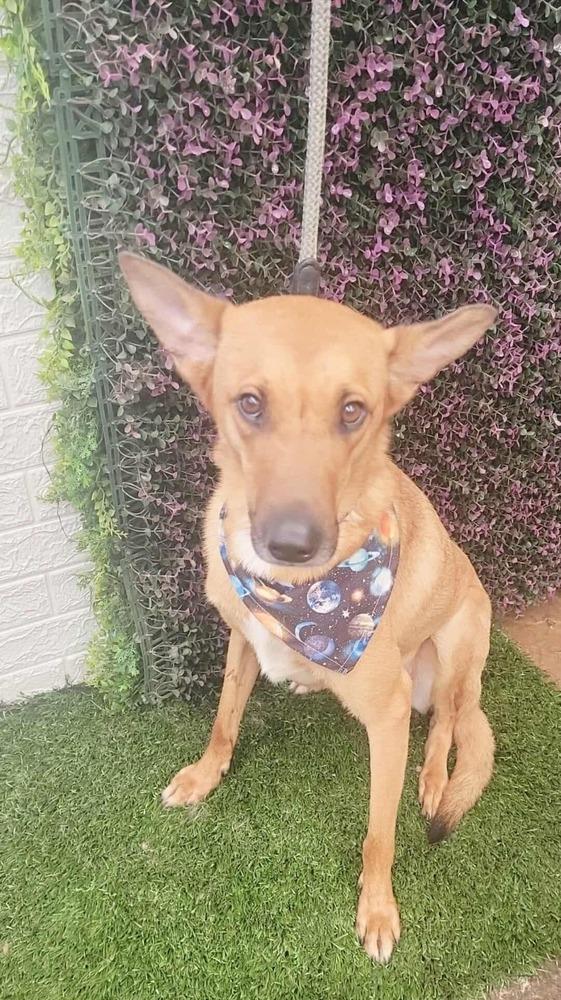 Bambi, Adoptable, Adult Female Black Mouth Cur & Shepherd.