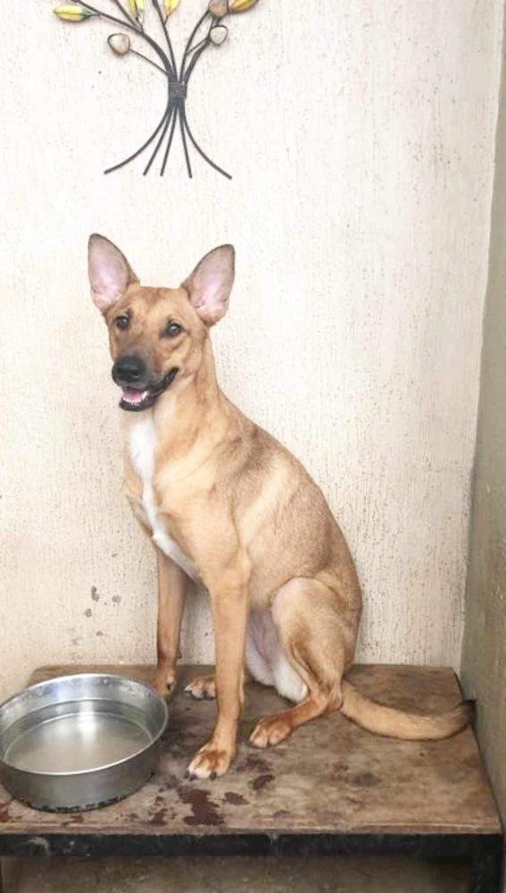 Enlarge Bambi, a Adoptable mixed breed in San Francisco, CA image 2/5