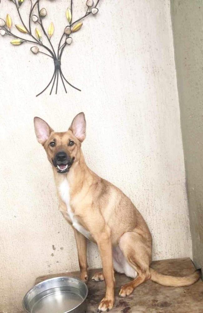 Enlarge Bambi, a Adoptable mixed breed in San Francisco, CA image 3/5