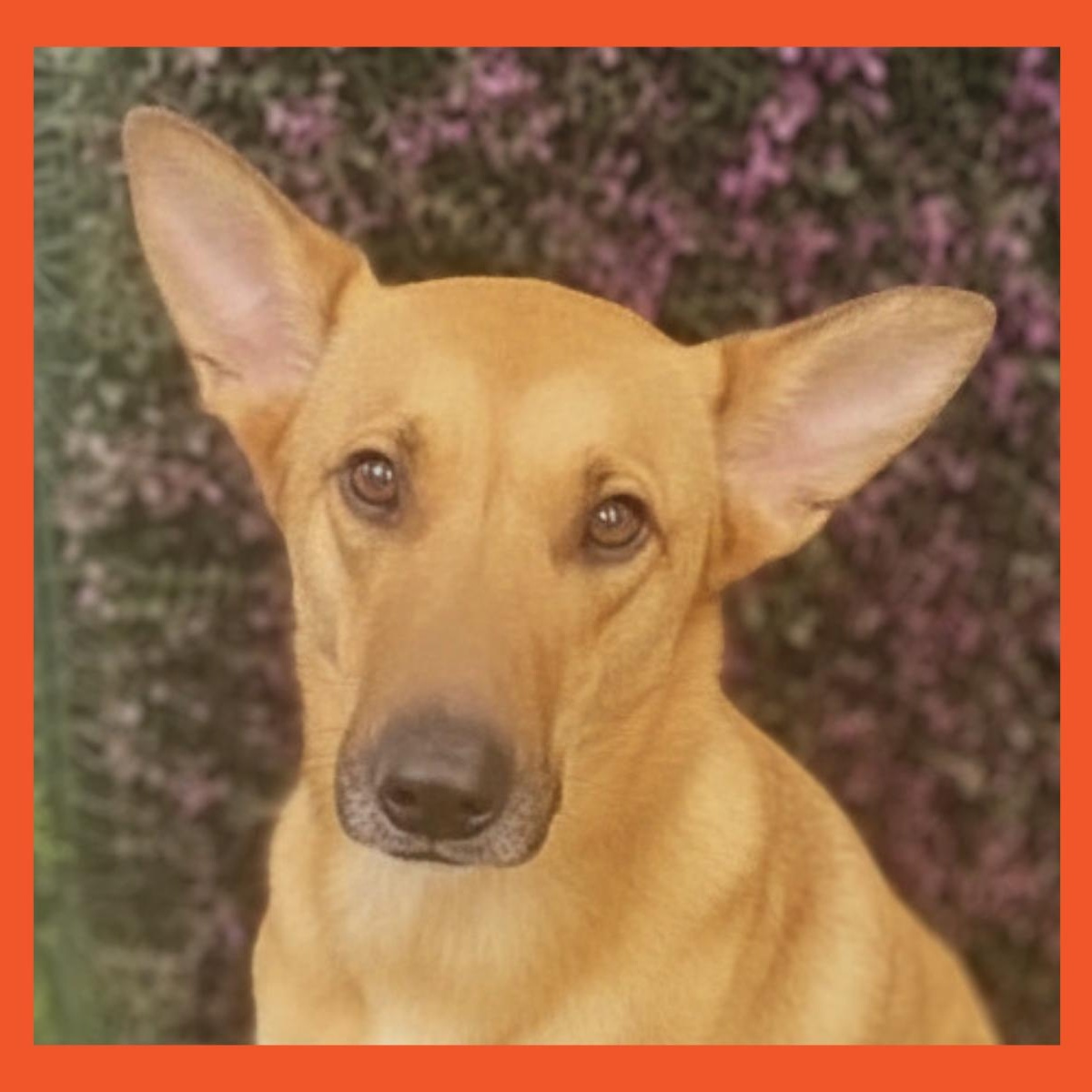 Bambi, Adoptable, Adult Female Black Mouth Cur & Shepherd.