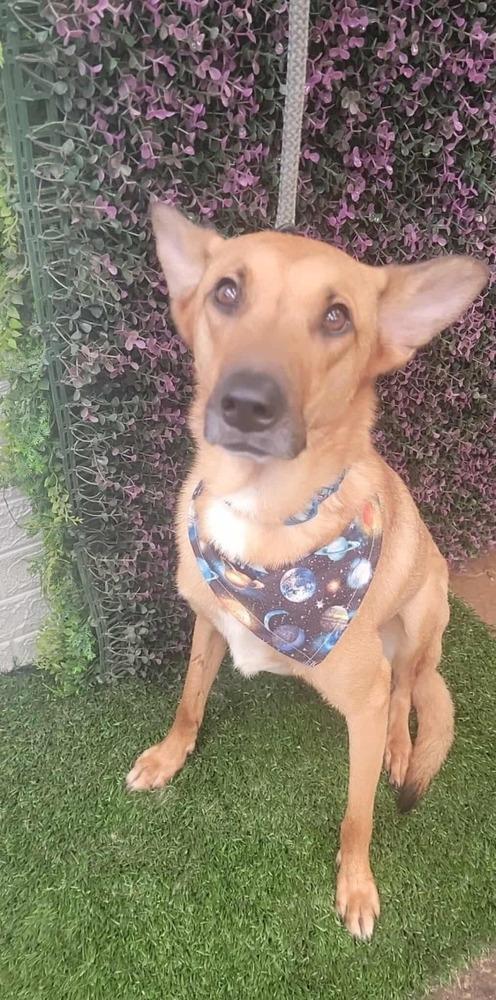 Enlarge Bambi, a Adoptable mixed breed in San Francisco, CA image 4/5