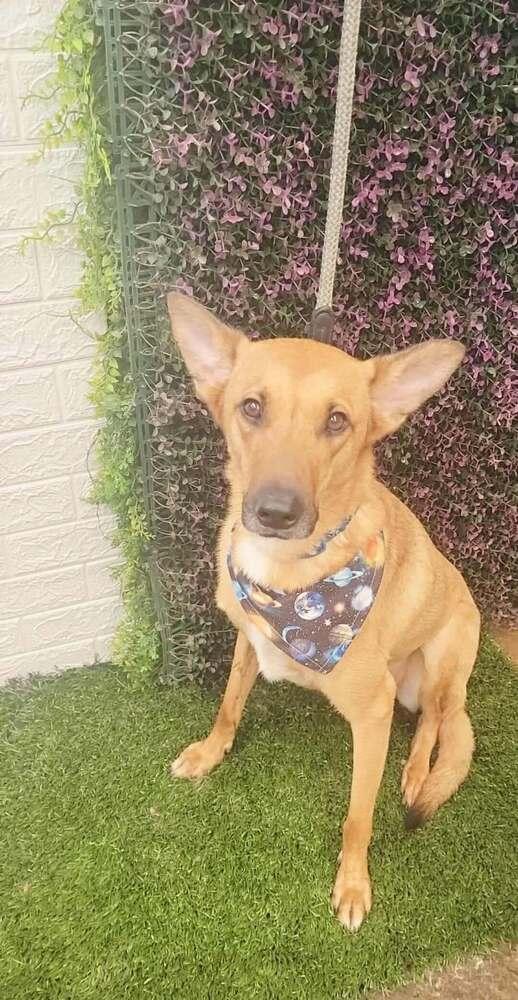 Enlarge Bambi, a Adoptable mixed breed in San Francisco, CA image 5/5