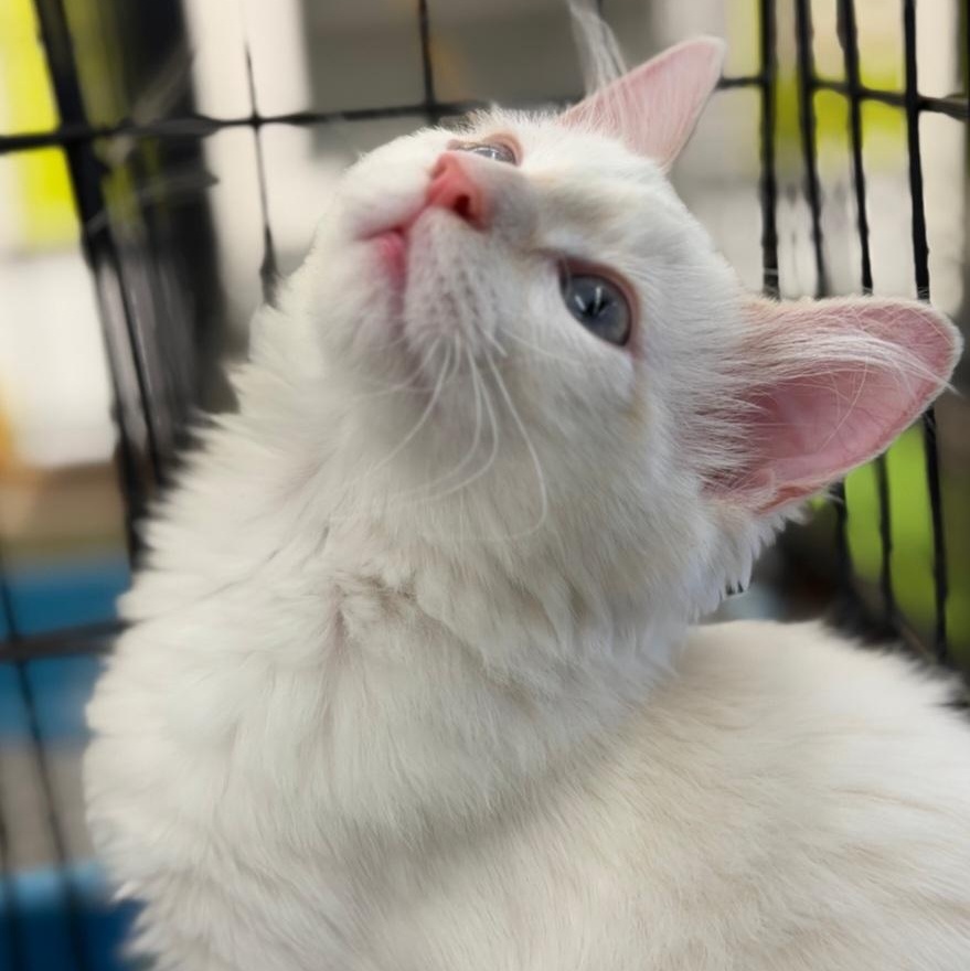 Enlarge Latte, an adopted Siamese in Raeford, NC image 5/5