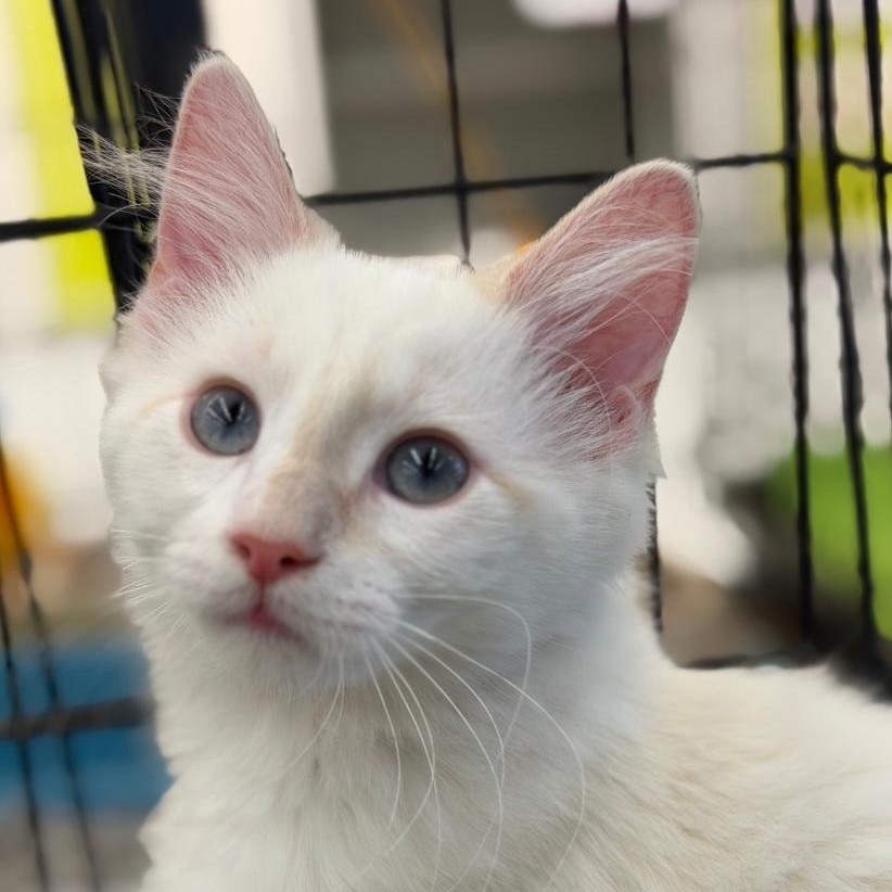 Enlarge Latte, an adopted Siamese in Raeford, NC image 1/5