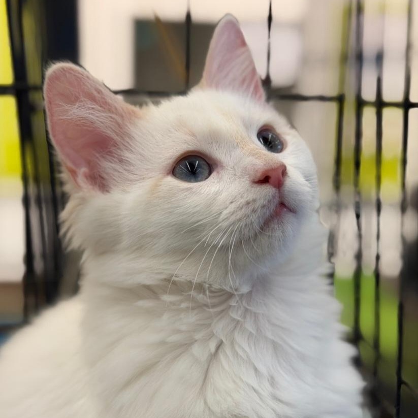 Enlarge Latte, an adopted Siamese in Raeford, NC image 3/5