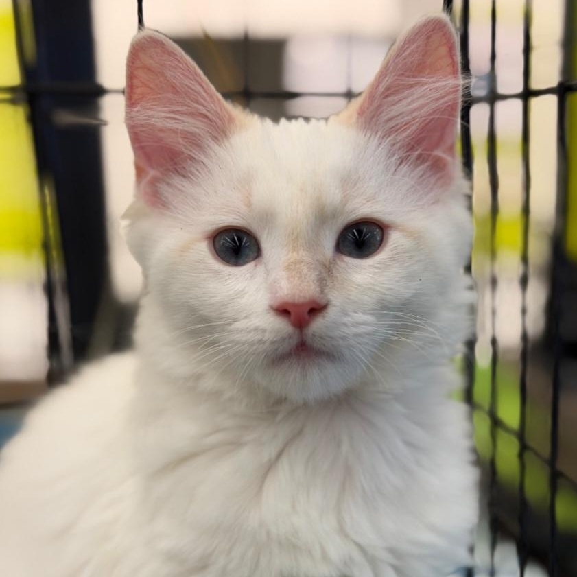 Enlarge Latte, an adopted Siamese in Raeford, NC image 4/5