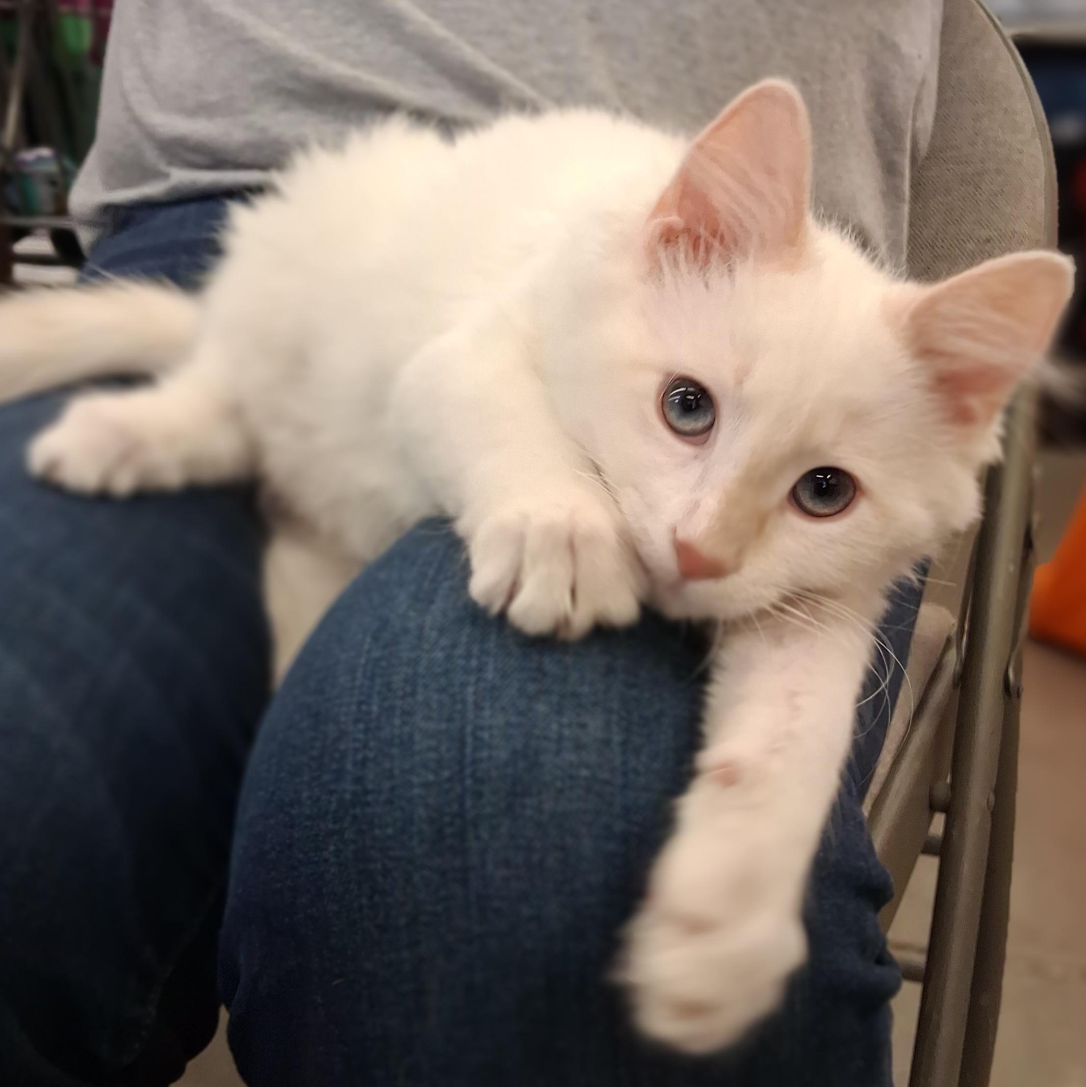 Enlarge Latte, an adopted Siamese in Raeford, NC image 2/5