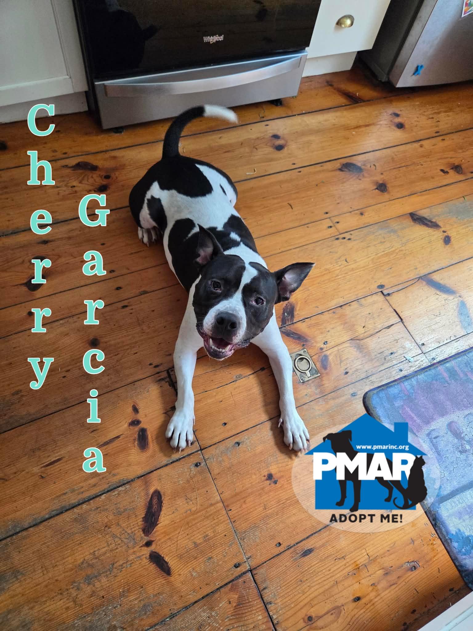 Cherry Garcia, ADOPTABLE, Young Male Pit Bull Terrier.
