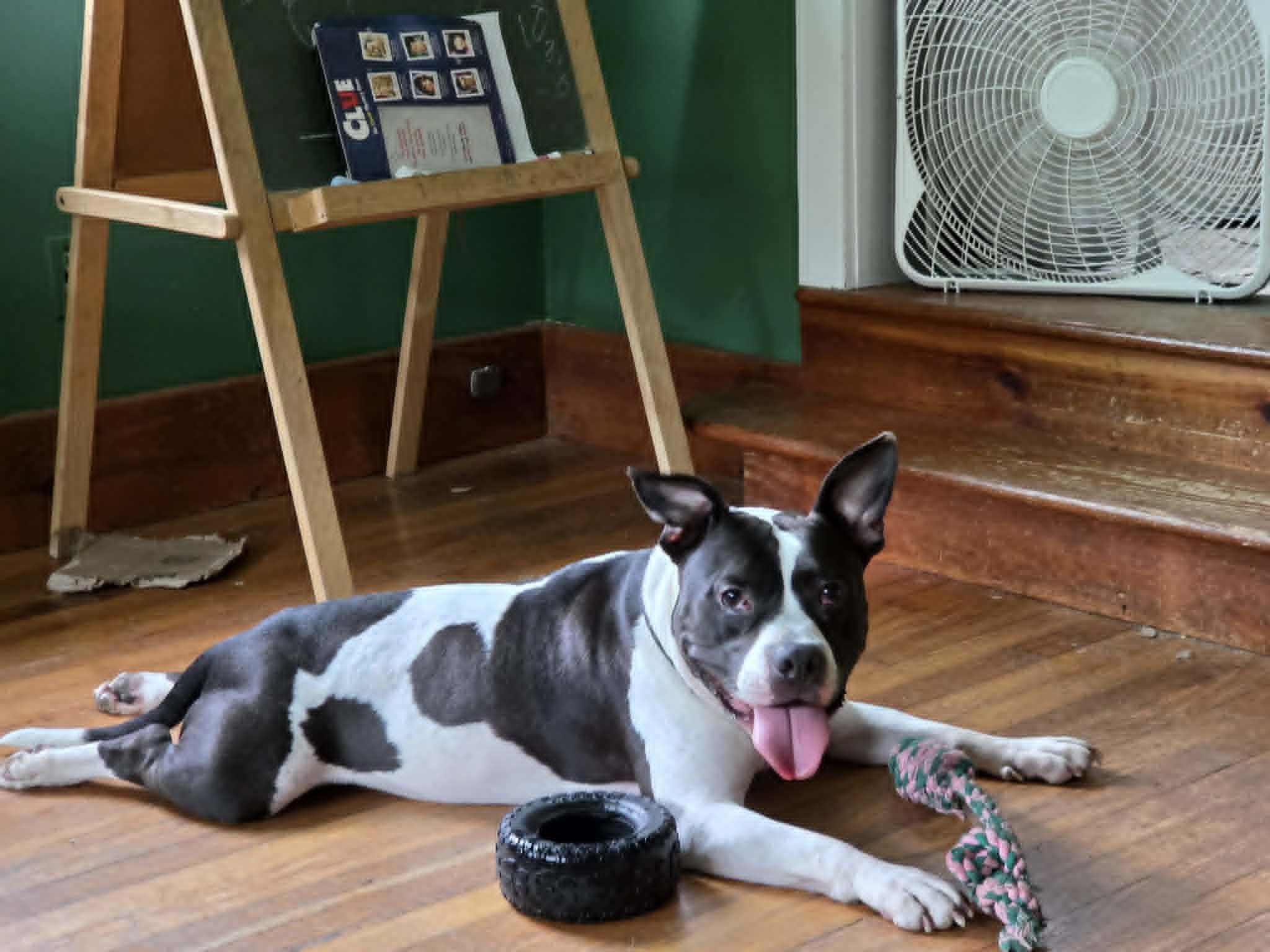 Enlarge Cherry Garcia, a ADOPTABLE Pit Bull Terrier in Bradford, VT image 2/5