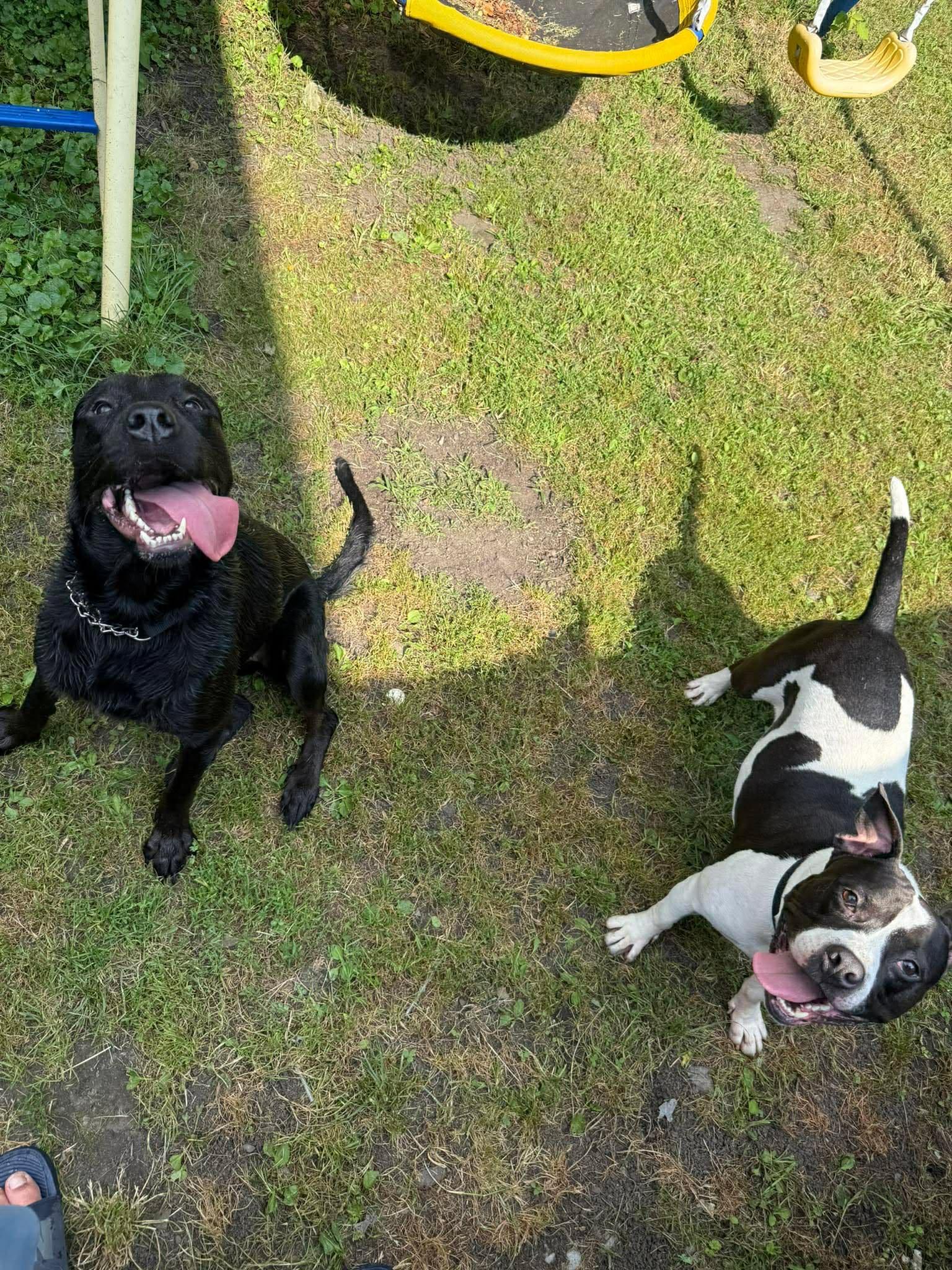 Enlarge Cherry Garcia, a ADOPTABLE Pit Bull Terrier in Bradford, VT image 5/5