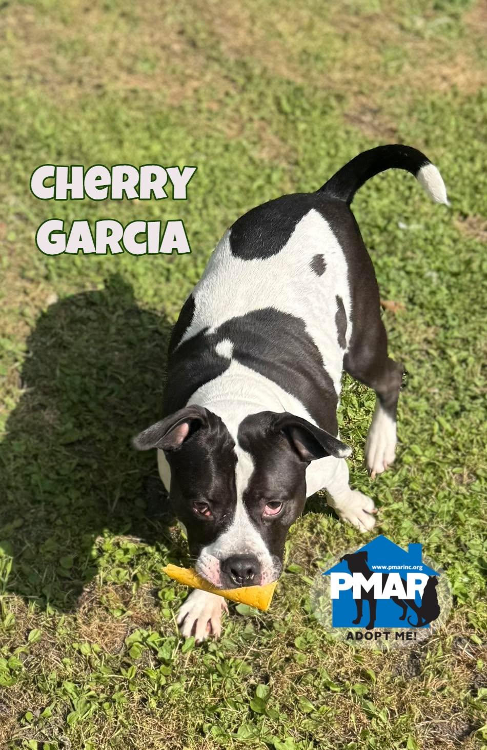 Enlarge Cherry Garcia, a ADOPTABLE Pit Bull Terrier in Bradford, VT image 4/5