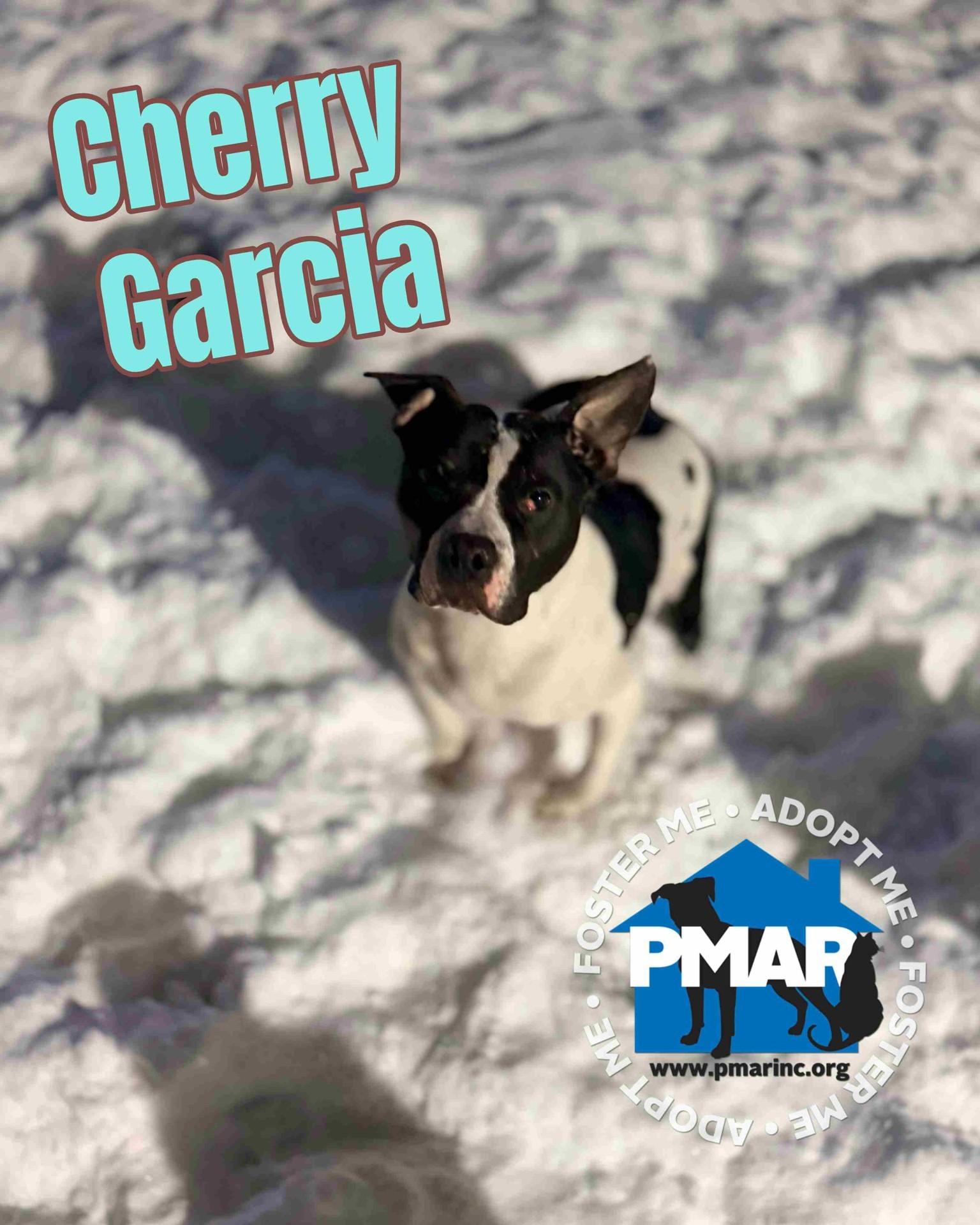 Cherry Garcia, ADOPTABLE, Young Male Pit Bull Terrier.