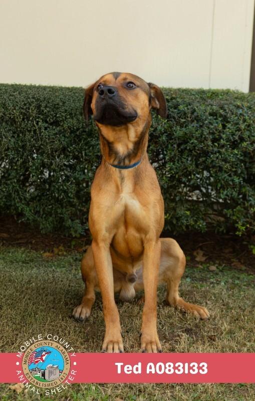 Ted, Adoptable, Adult Male Black Mouth Cur.
