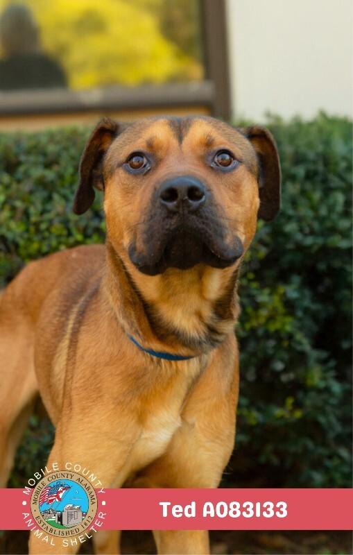 Enlarge Ted, a Adoptable Black Mouth Cur in Mobile, AL image 2/2