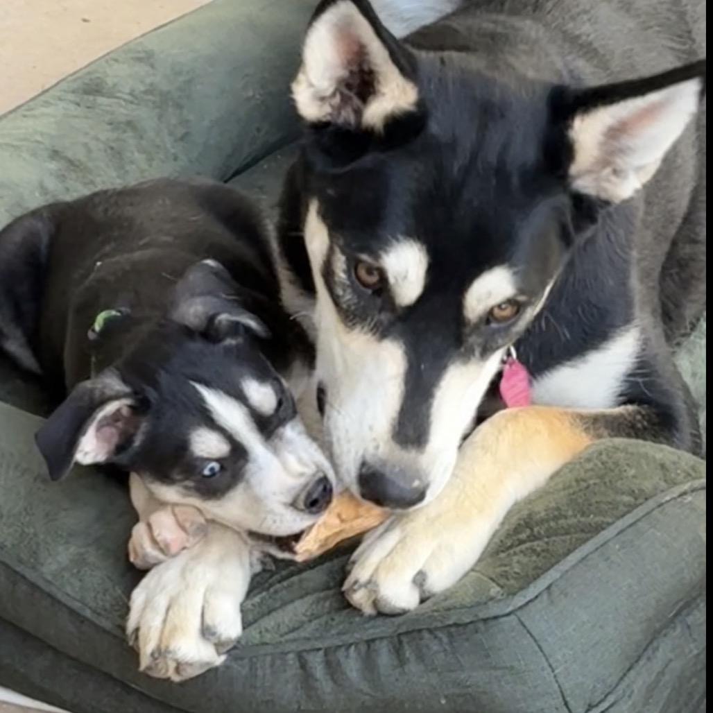 CeCe, Adoptable, Young Female Husky & Shepherd.