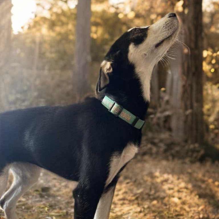 Enlarge CeCe, a Adoptable mixed breed in Phoenix, AZ image 2/6