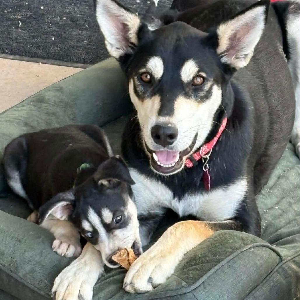 Enlarge CeCe, a Adoptable mixed breed in Phoenix, AZ image 3/6