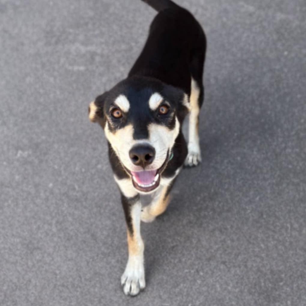 Enlarge CeCe, a Adoptable mixed breed in Phoenix, AZ image 4/6