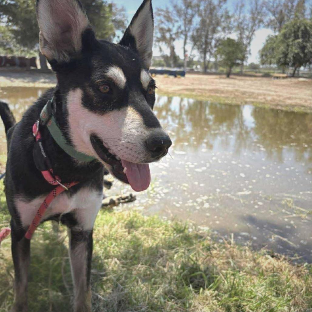 Enlarge CeCe, a Adoptable mixed breed in Phoenix, AZ image 5/6