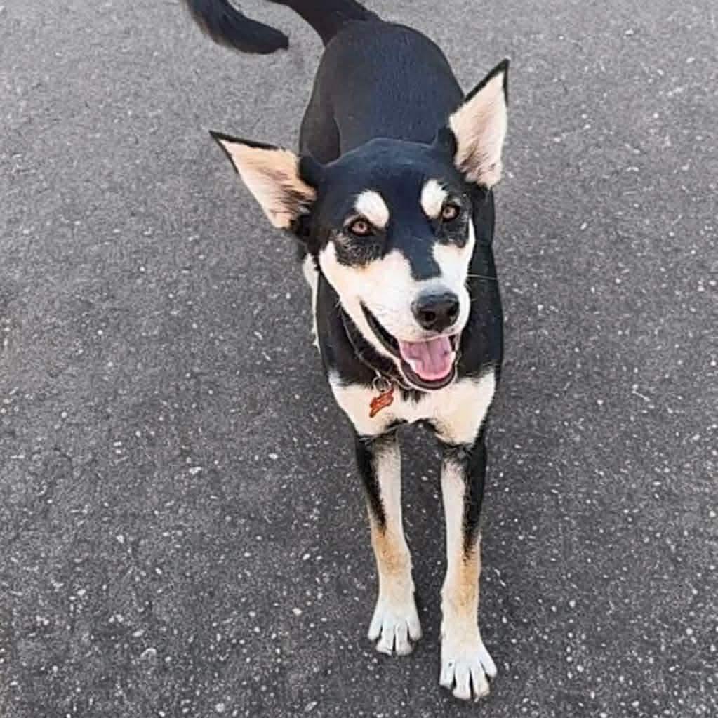 Enlarge CeCe, a Adoptable mixed breed in Phoenix, AZ image 6/6