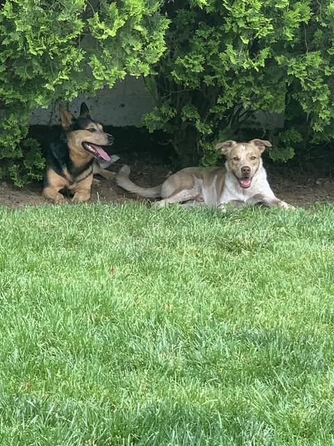 Bubba, a Adoptable mixed breed in Syosset, NY image 5/6