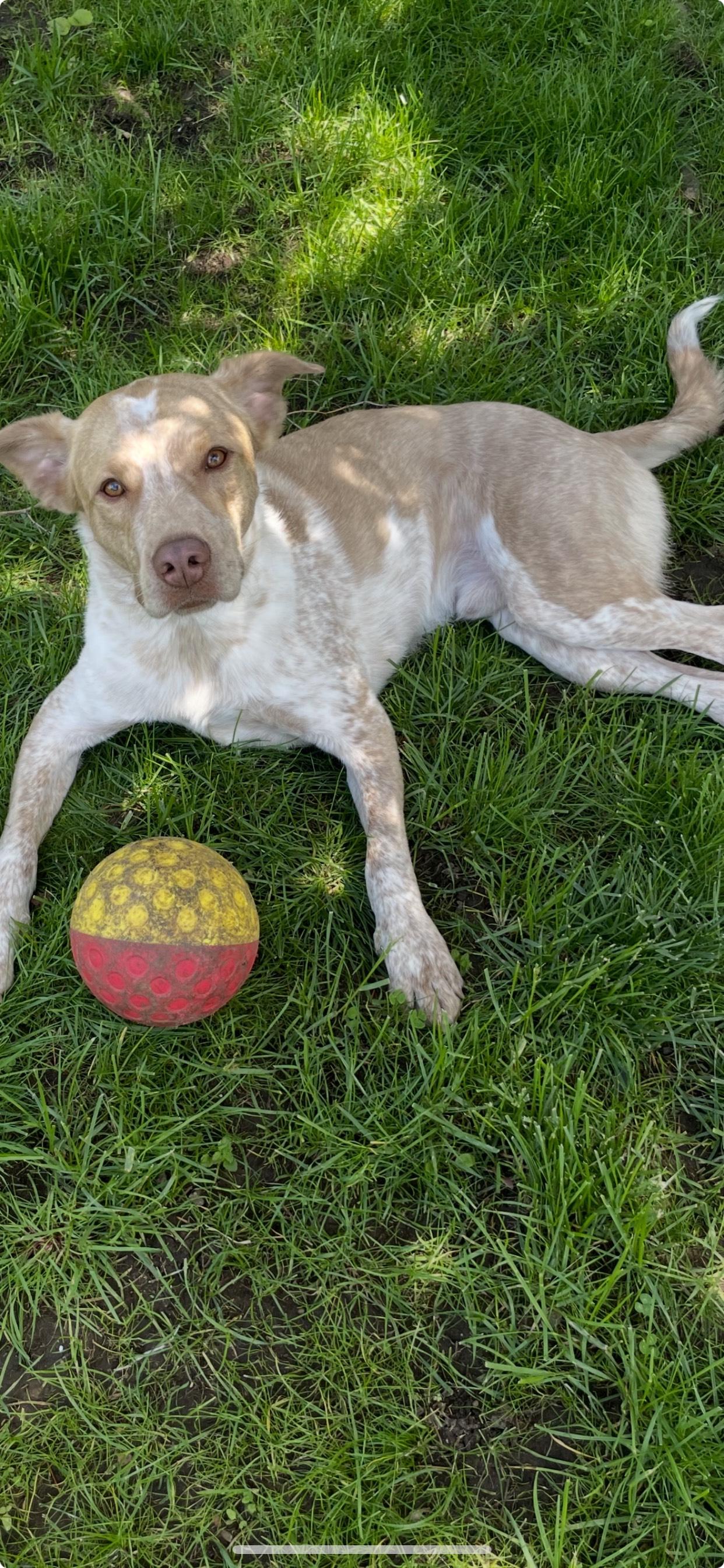 Bubba, a Adoptable mixed breed in Syosset, NY image 1/6