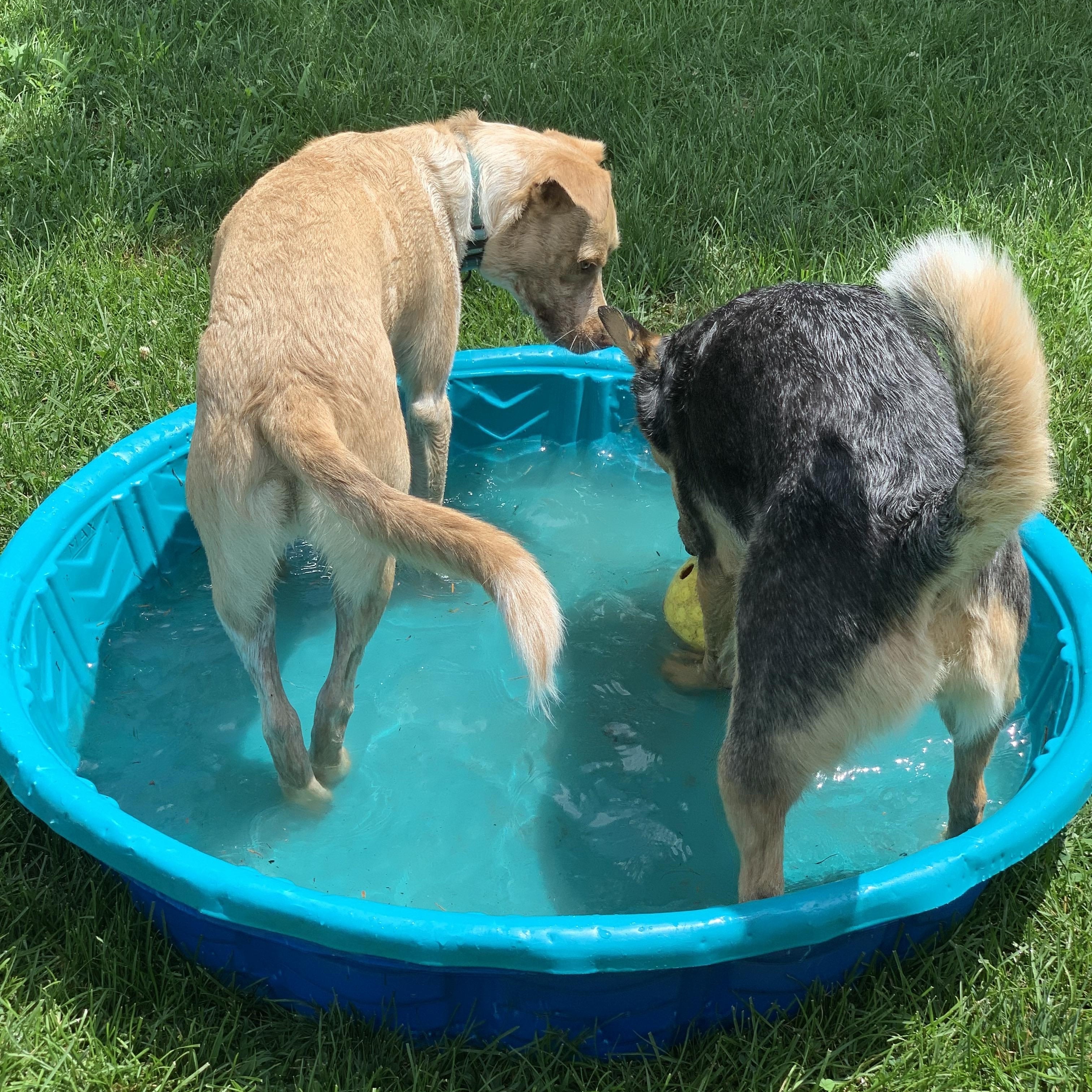 Bubba, a Adoptable mixed breed in Syosset, NY image 2/6