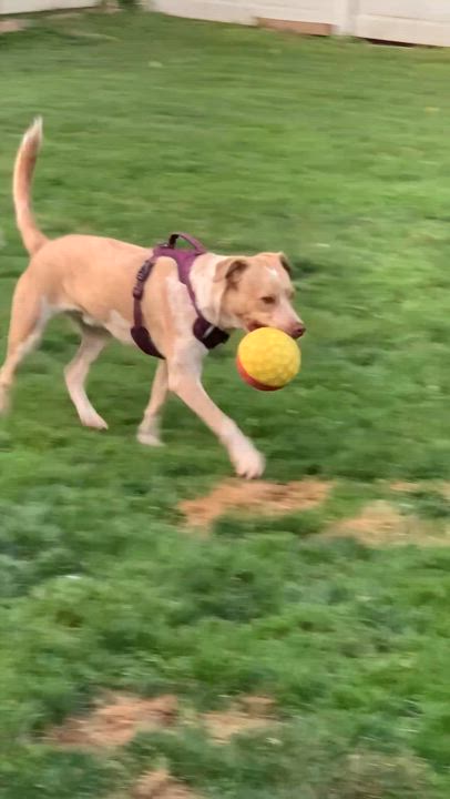 Enlarge Bubba, a Adoptable mixed breed in Syosset, NY video 3/6