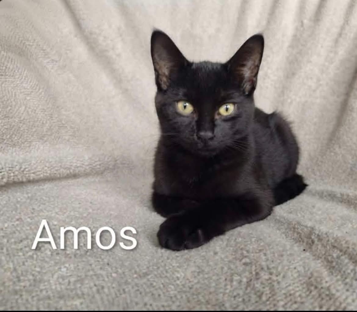 Enlarge Cotton and Amos, a Adoptable mixed breed in Livonia, MI image 2/4