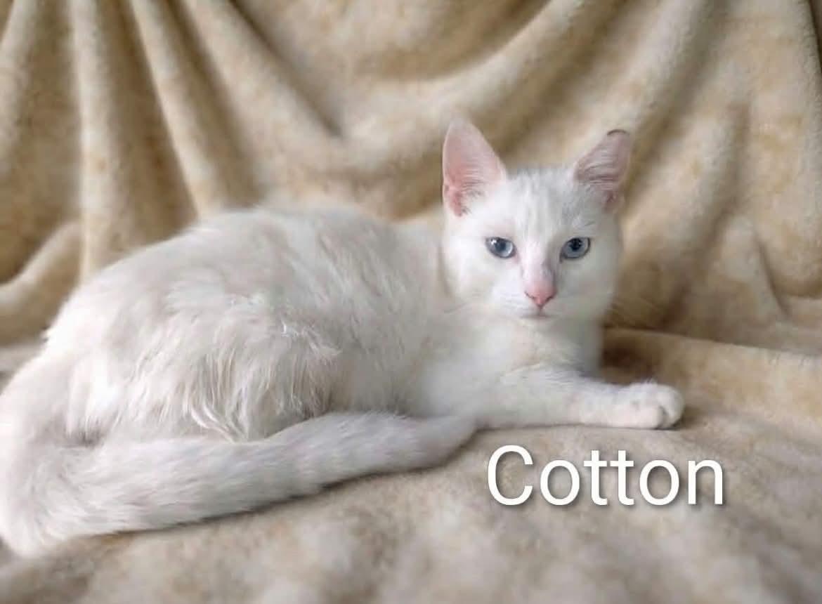 Enlarge Cotton and Amos, a Adoptable mixed breed in Livonia, MI image 3/4