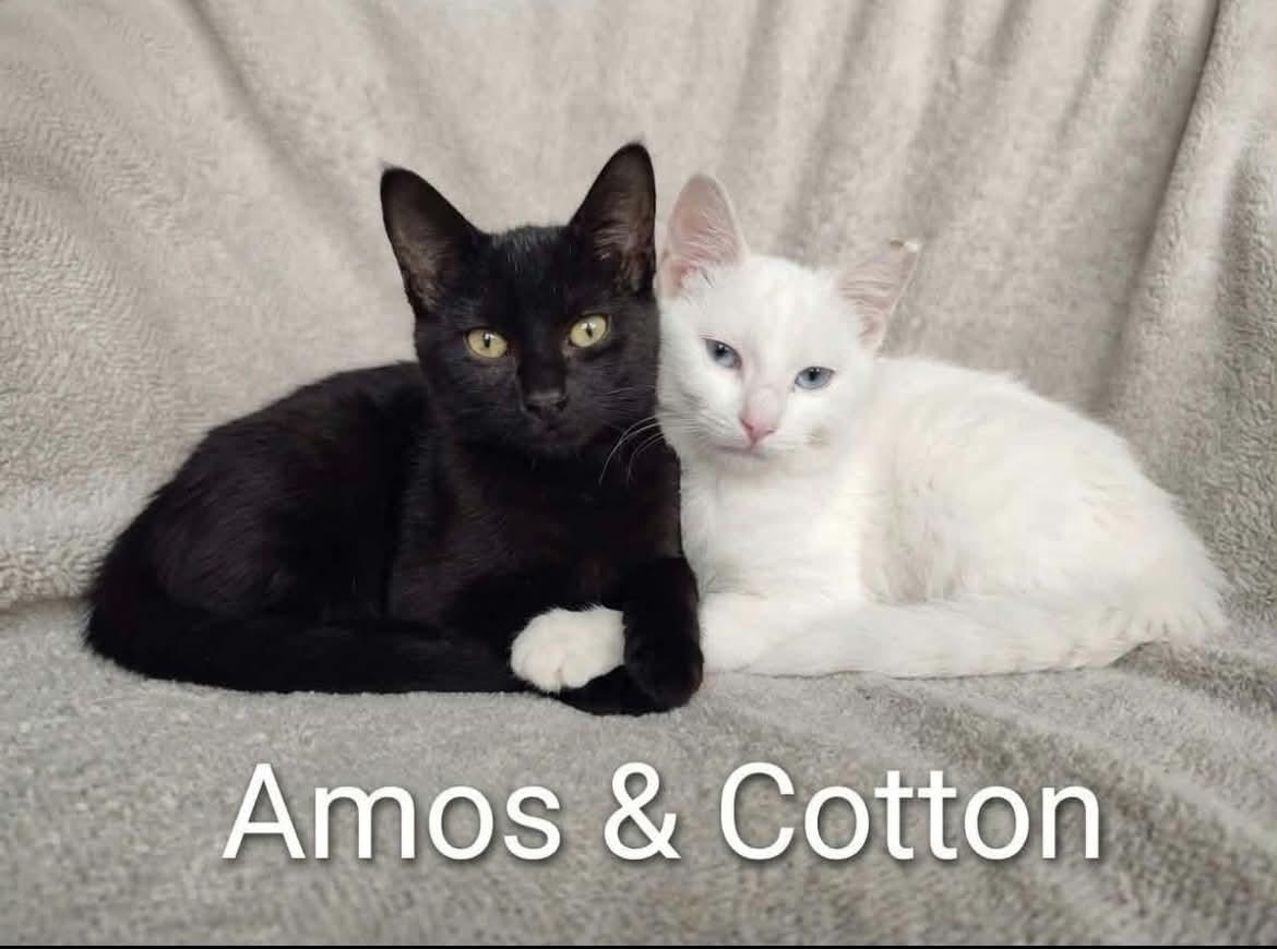 Cotton and Amos, Adoptable, Kitten Male Domestic Short Hair.