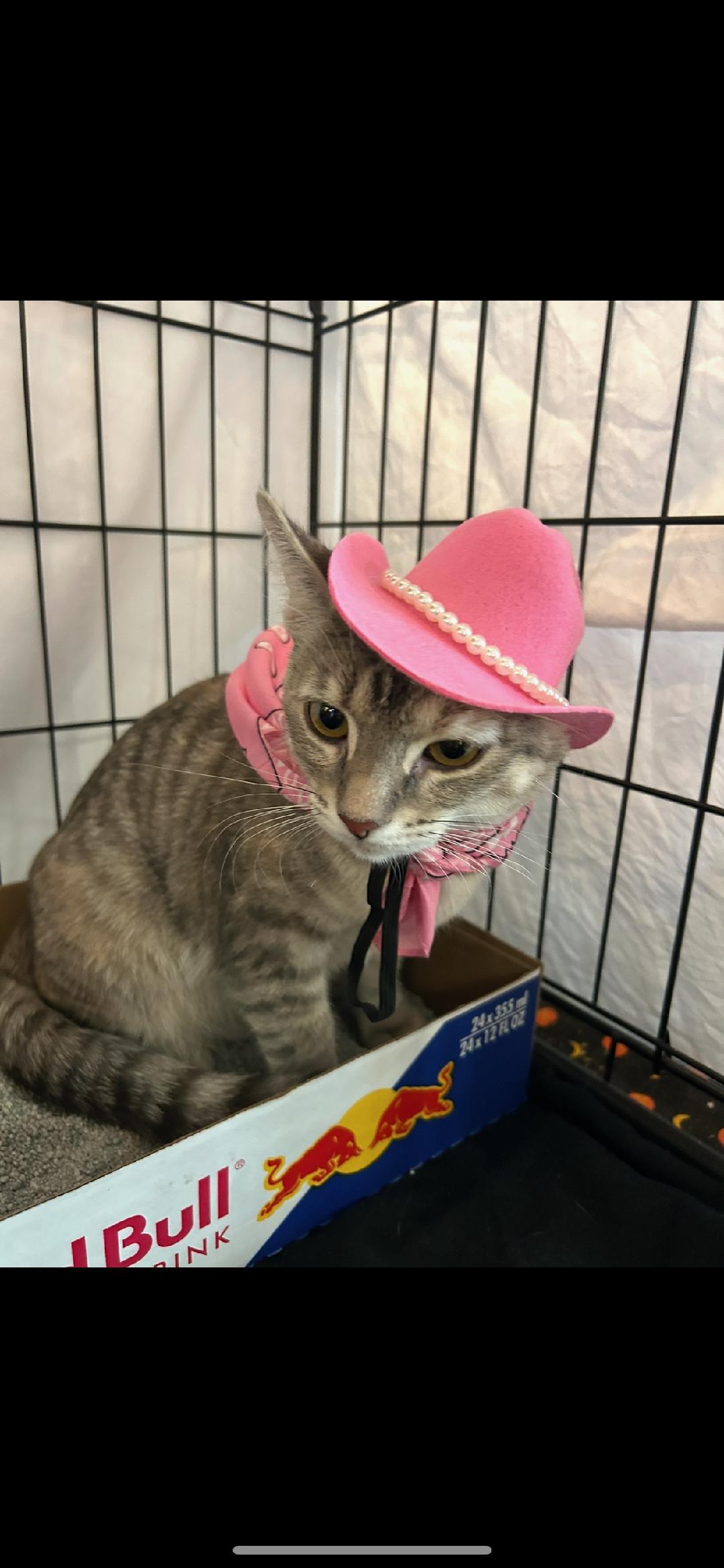 Sugar Pie and Honey Bunch