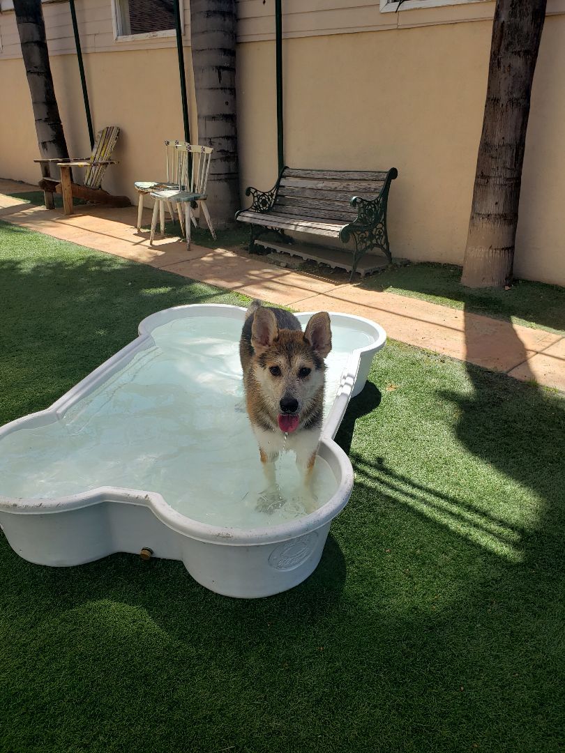 willow, a Adoptable mixed breed in Brea, CA image 1/8