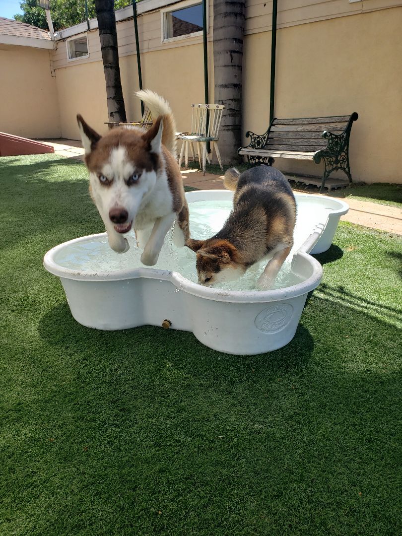 willow, a Adoptable mixed breed in Brea, CA image 2/8