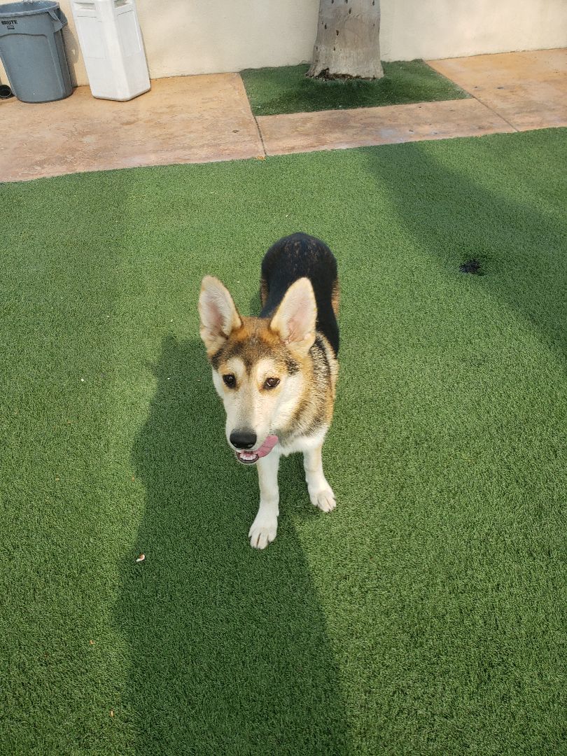 willow, a Adoptable mixed breed in Brea, CA image 3/8