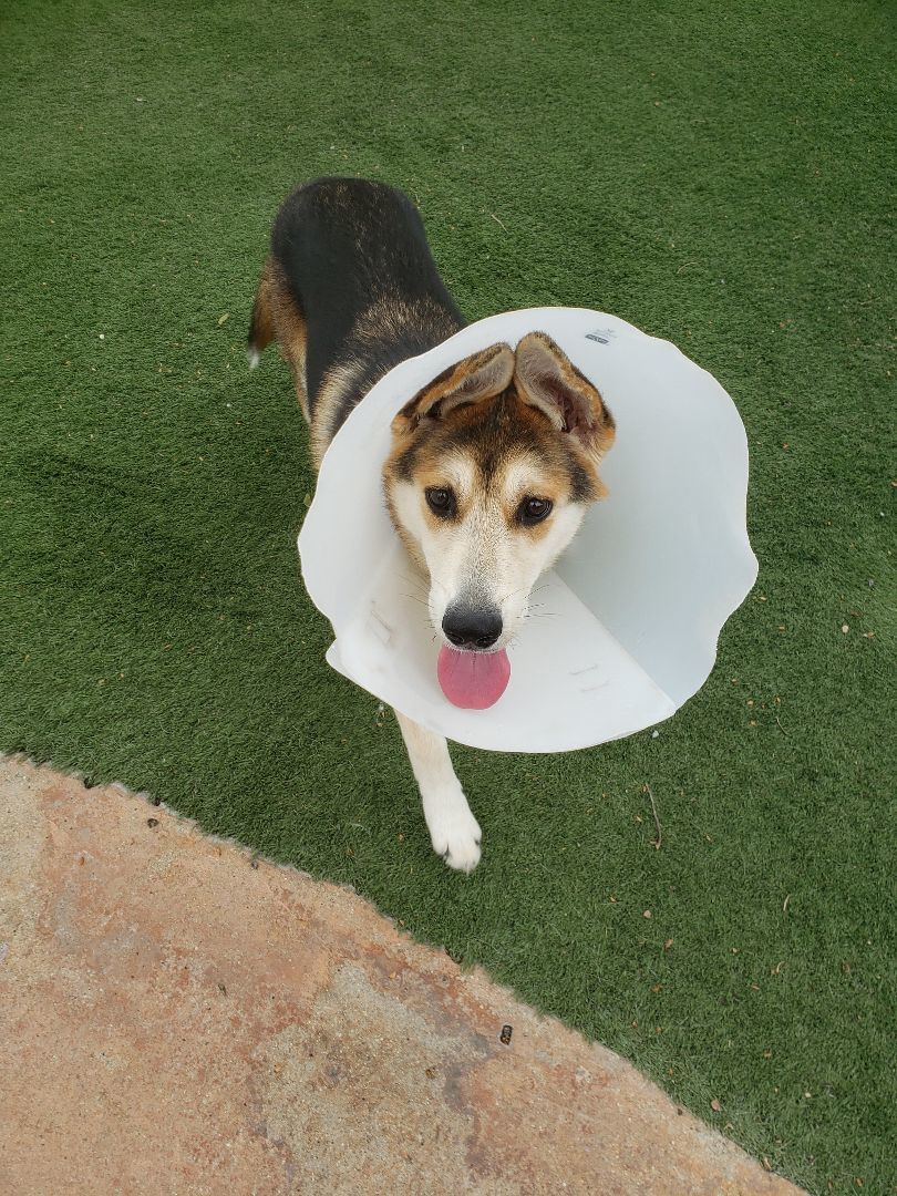 willow, a Adoptable mixed breed in Brea, CA image 4/8