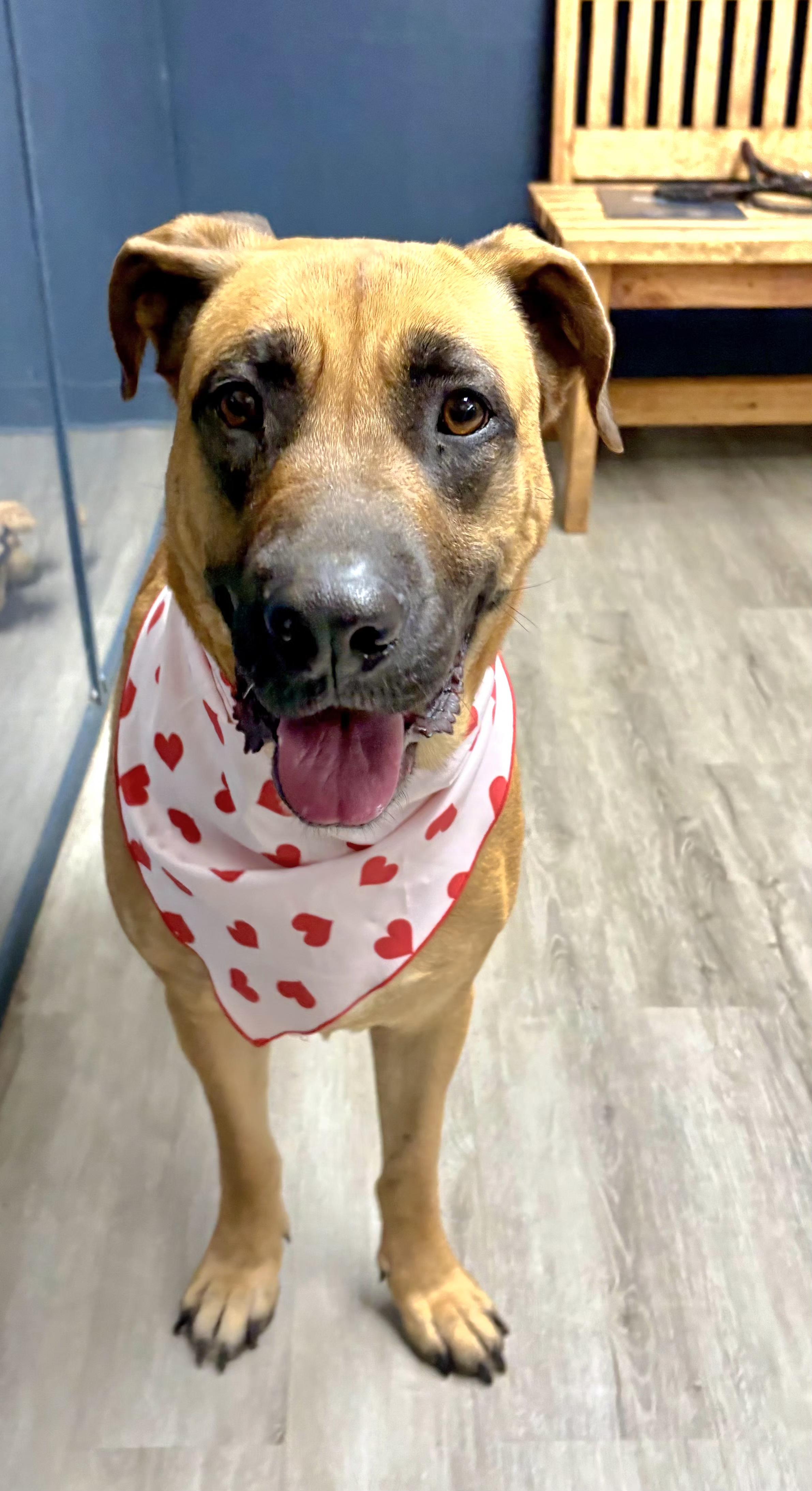 Harley Quinn, an adoptable mixed breed in Mansfield, OH image 2/4