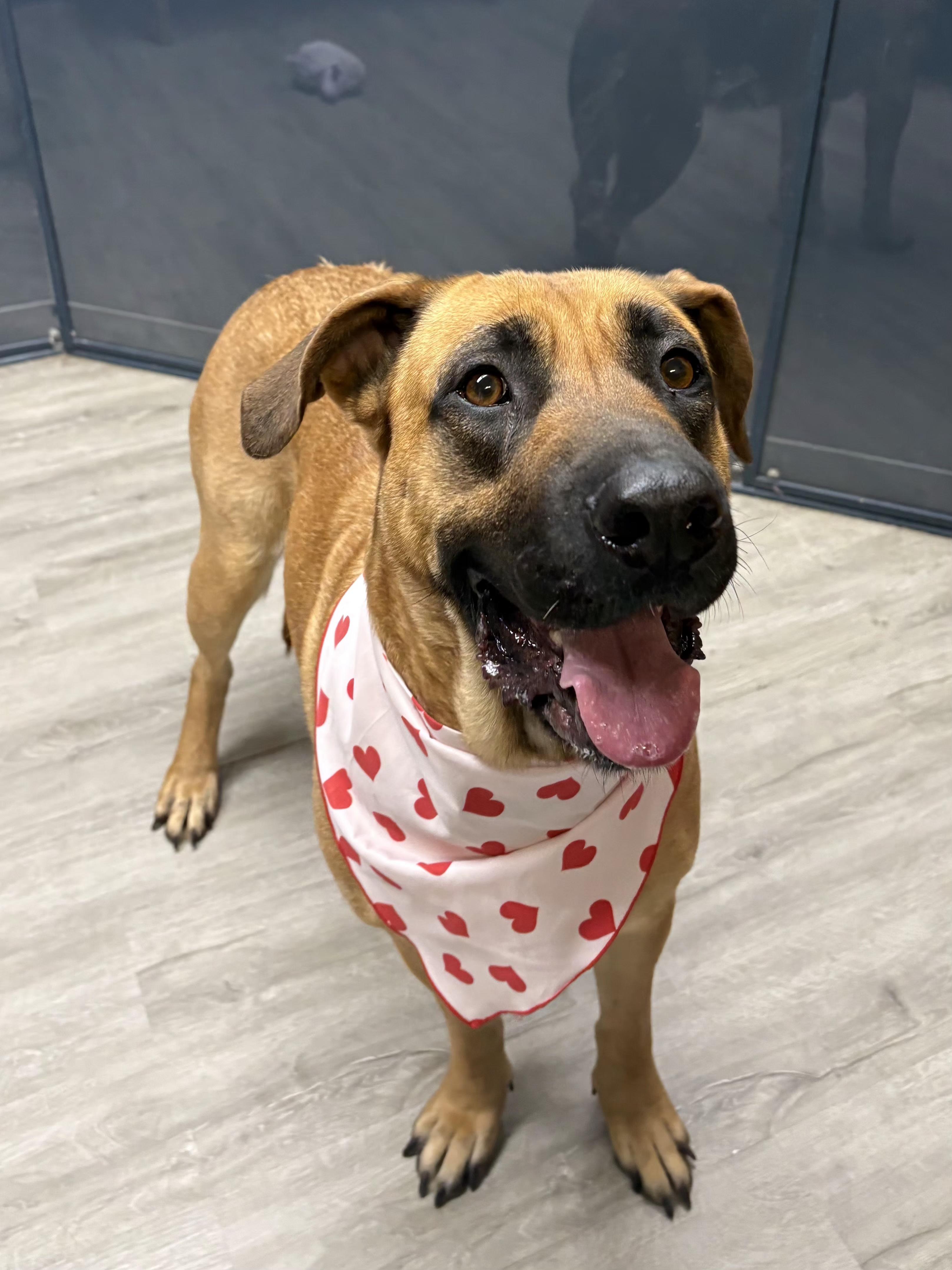 Harley Quinn, an adoptable mixed breed in Mansfield, OH image 3/4
