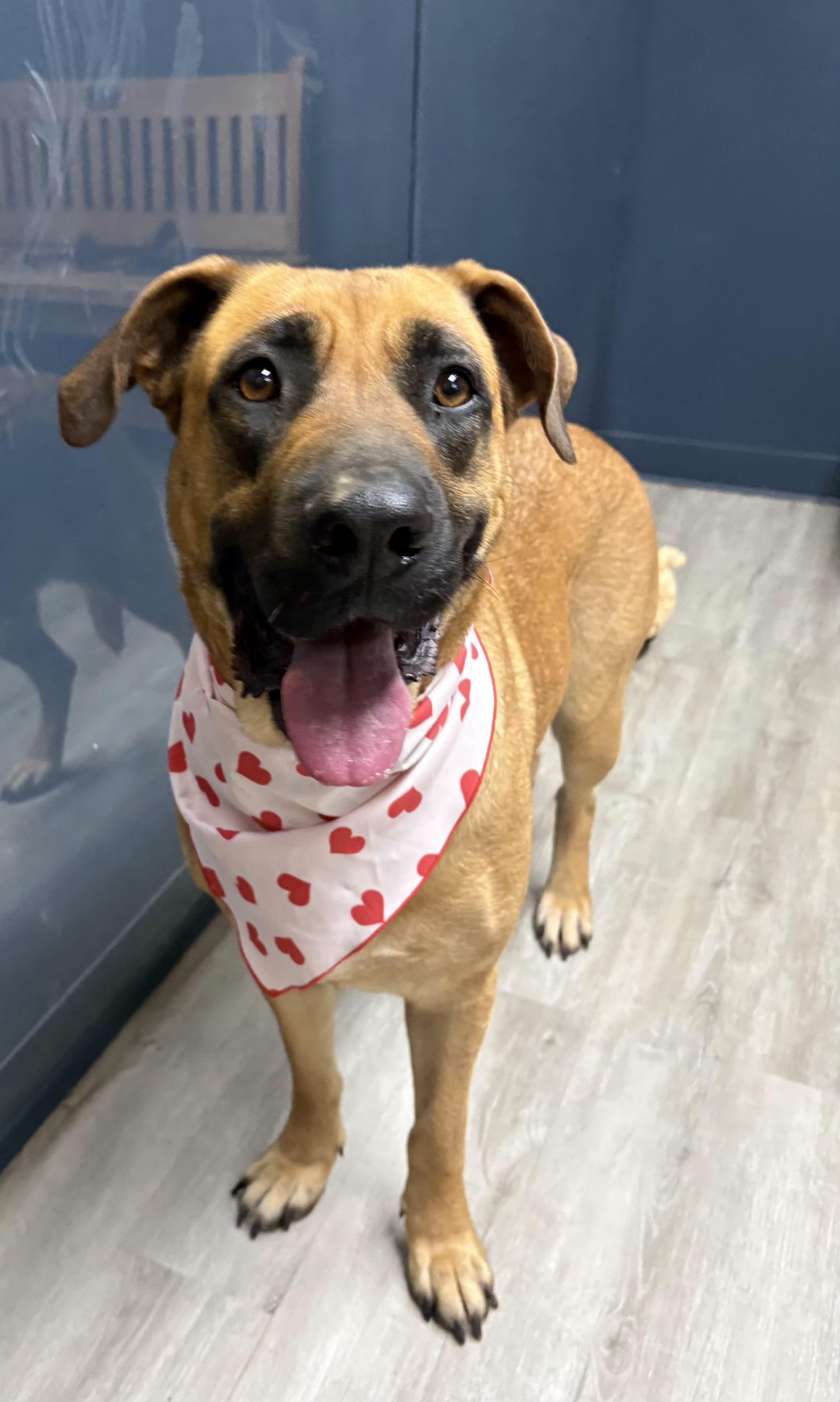 Harley Quinn, an adoptable mixed breed in Mansfield, OH image 1/4
