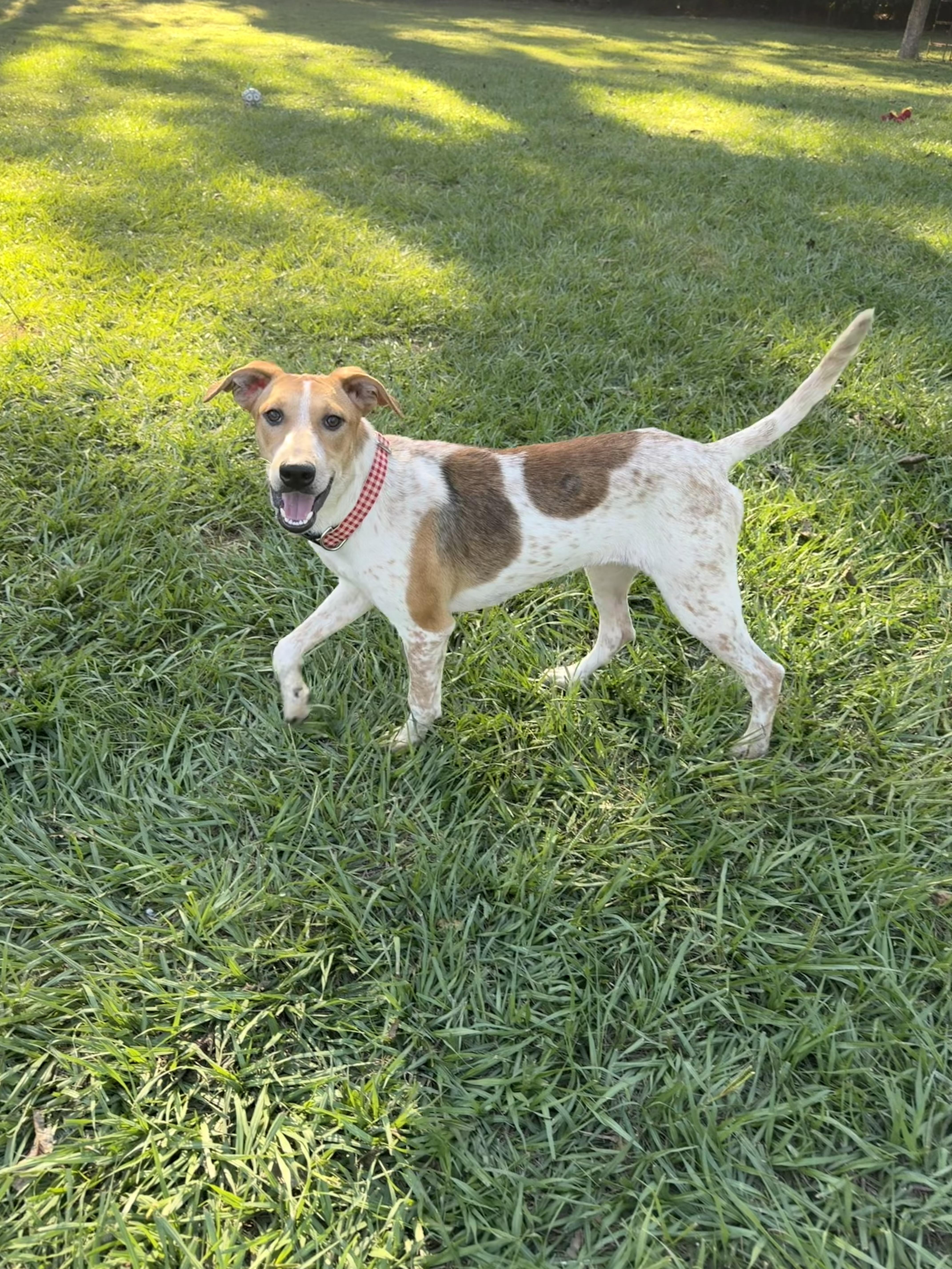 Enlarge Gemma, a Adoptable mixed breed in Albany, NY image 2/3