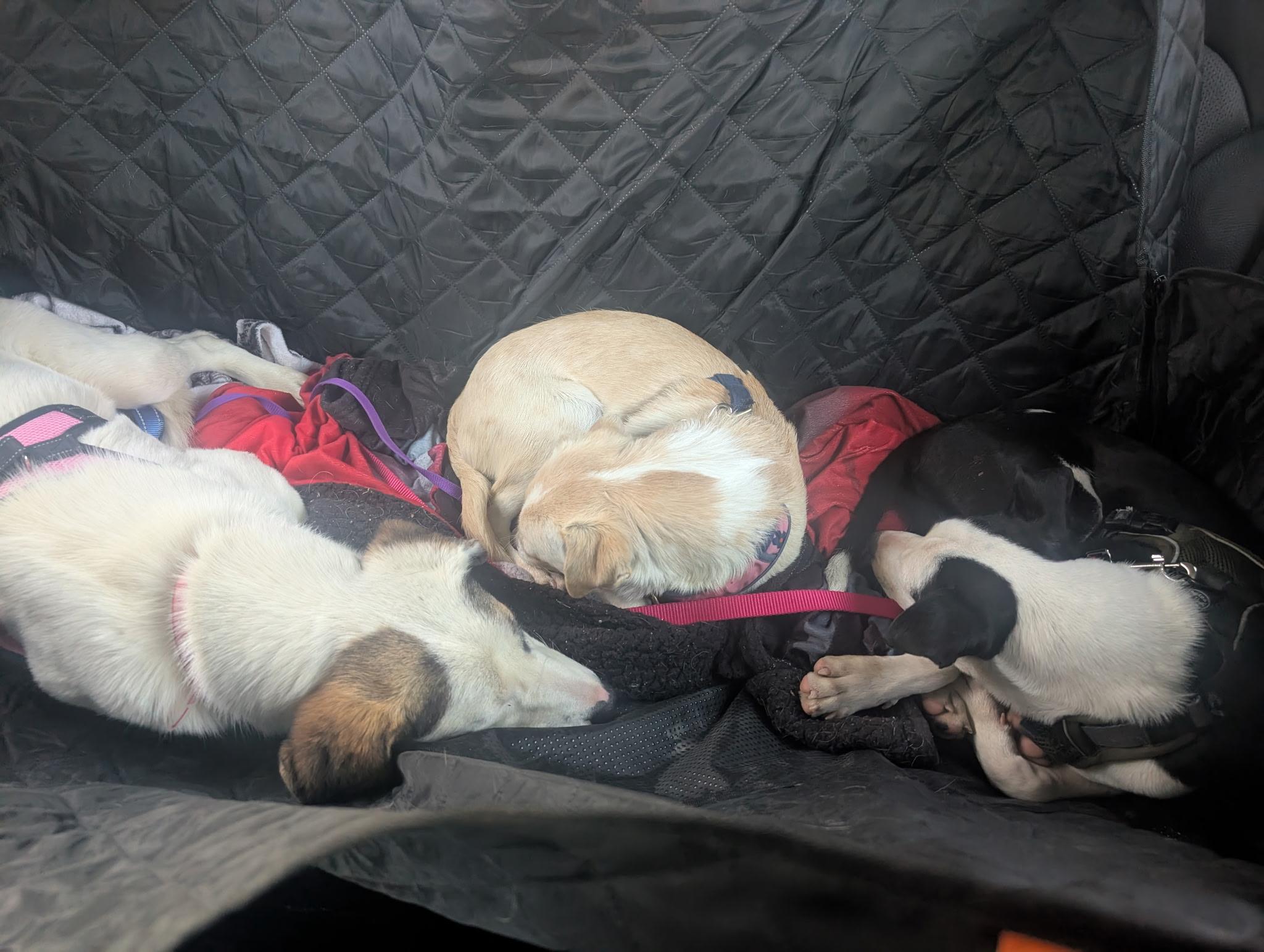 #1015-25 (Courage), an adoptable mixed breed in Brighton, CO image 4/4