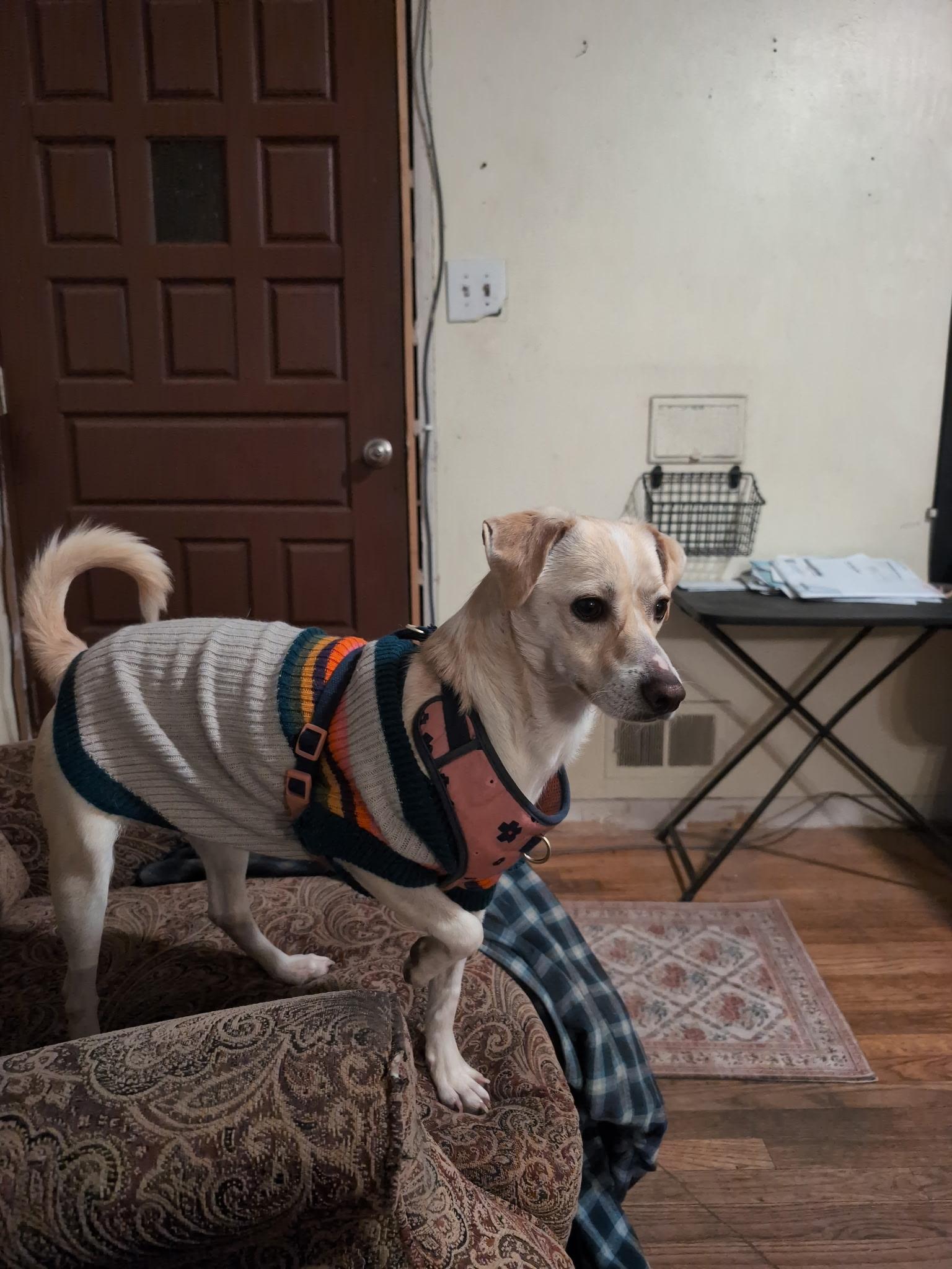 #1015-25 (Courage), an adoptable mixed breed in Brighton, CO image 3/4