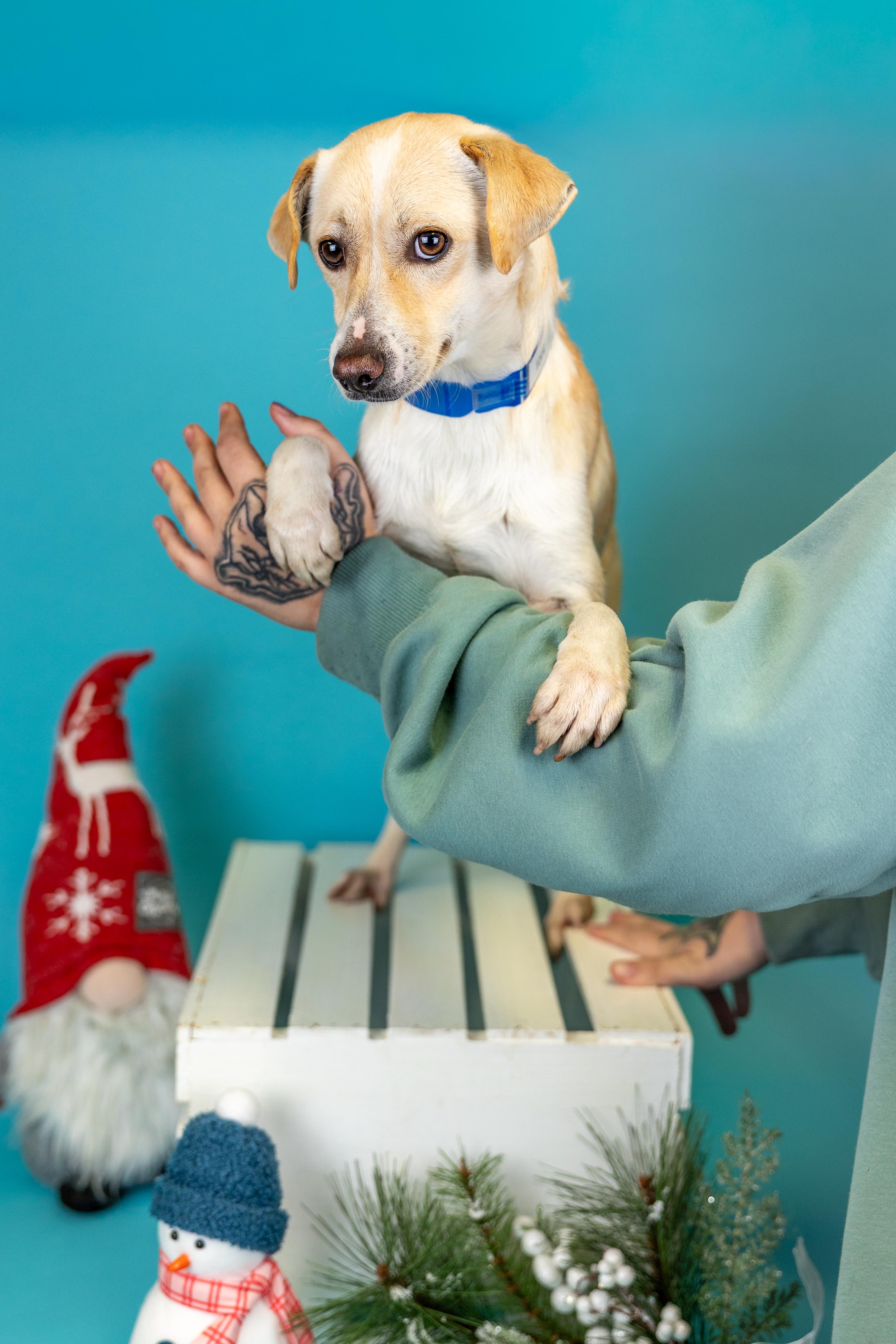 #1015-25 (Grinch), Adoptable, Young Male Chihuahua.