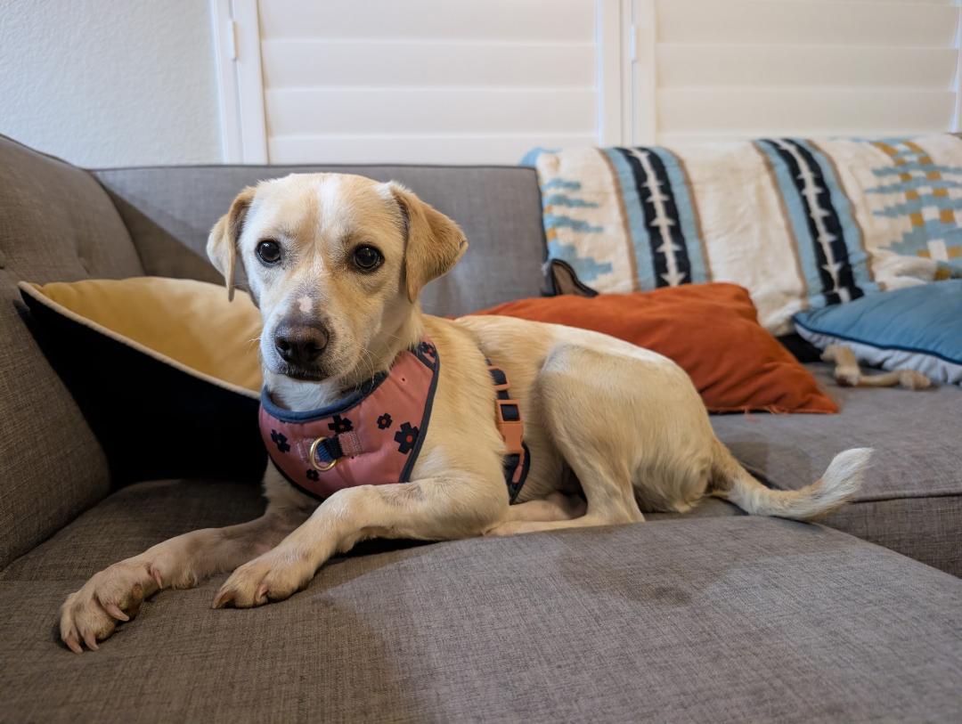 #1015-25 (Courage), adoptable, Young Male Chihuahua.