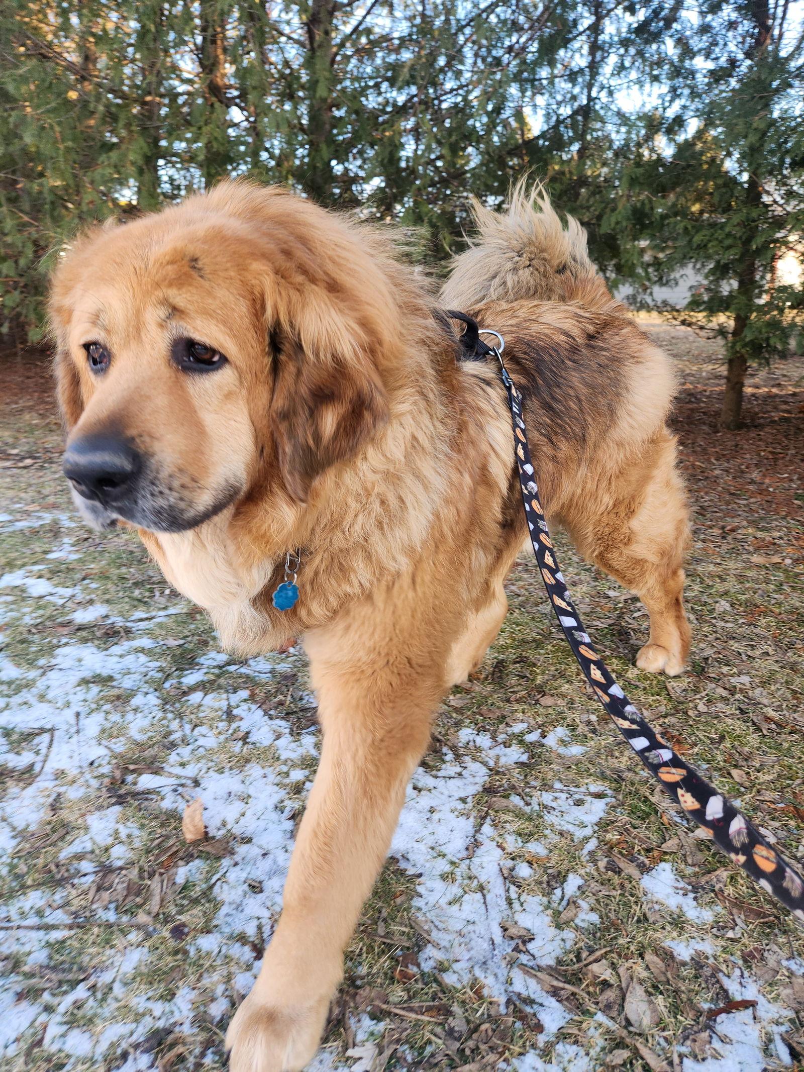 Enlarge Hudson, a Adoptable Tibetan Mastiff in New London, WI image 2/2