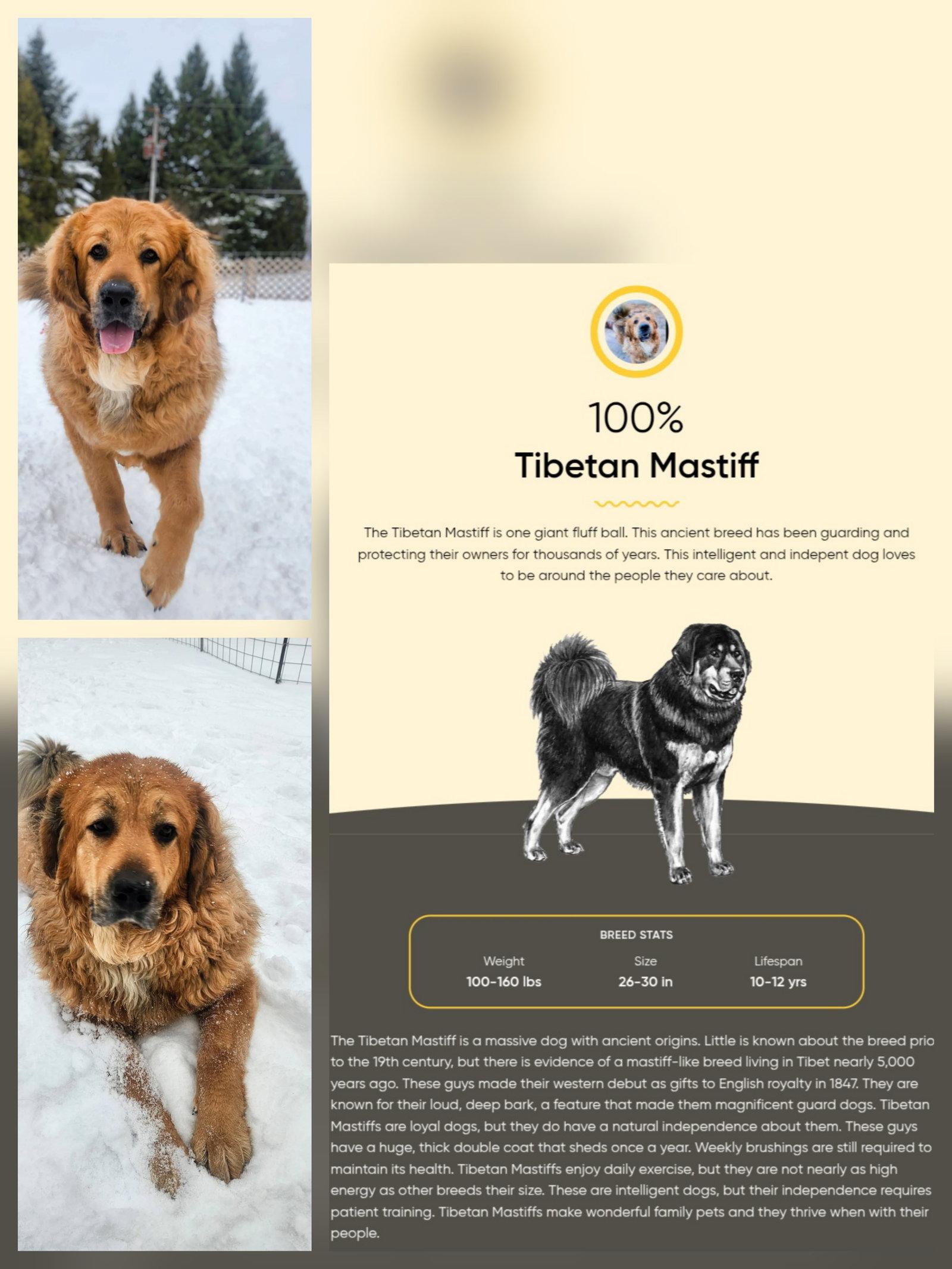 Enlarge Hudson, a Adoptable Tibetan Mastiff in New London, WI image 3/3