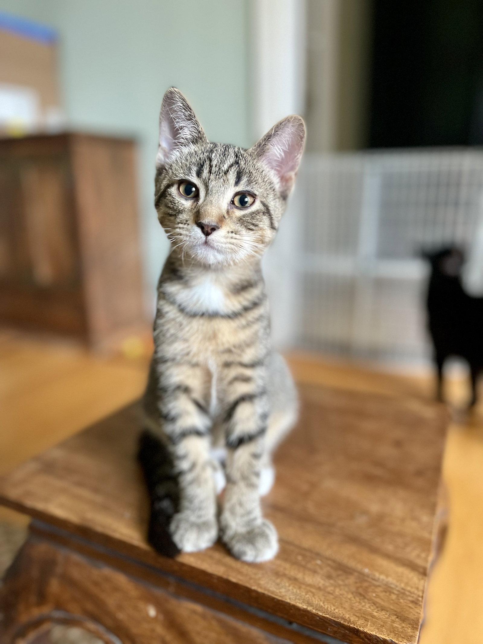 Enlarge WESTON, a Adoptable Domestic Short Hair in Oakhurst, NJ image 3/3
