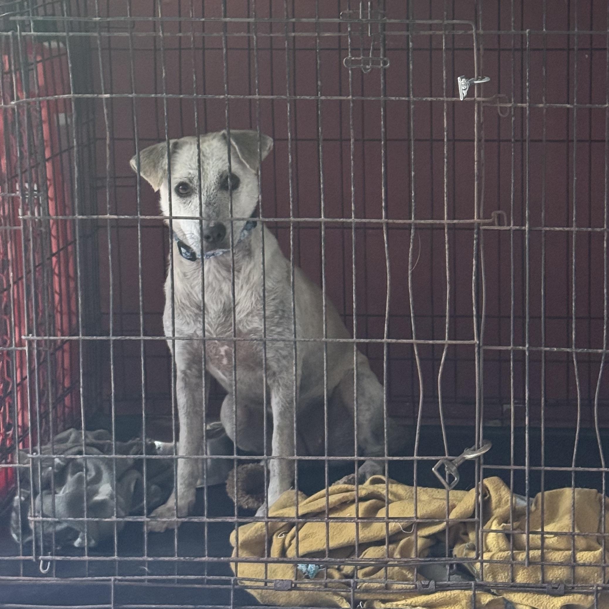 Enlarge Mona, a ADOPTABLE mixed breed in San Juan, PR image 1/2