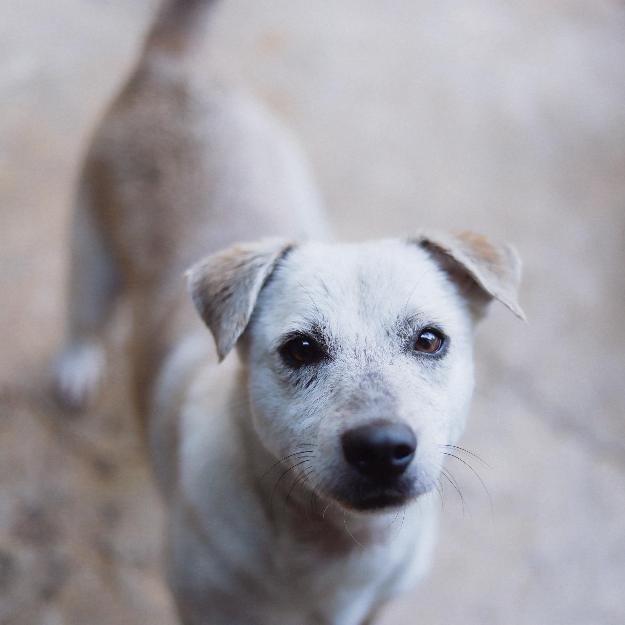 Mona, a ADOPTABLE mixed breed in San Juan, PR image 2/3