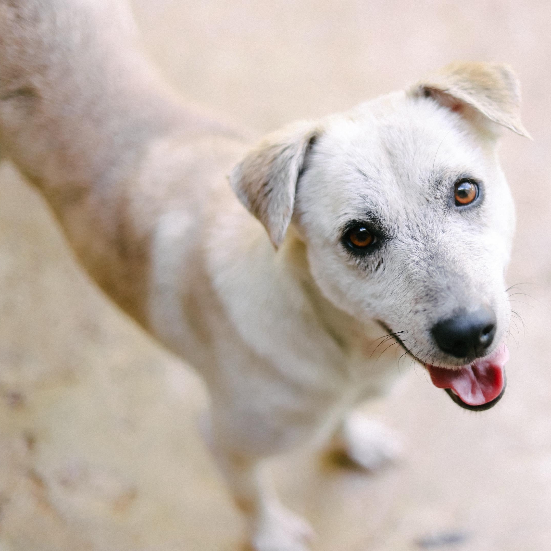 Mona, ADOPTABLE, Young Female Mixed Breed.